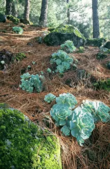 Rosette: Tenerife - Greenovia aurea rosettes in old Canary