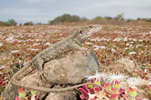 Gallotia: Tenerife Lizard - female in habitat