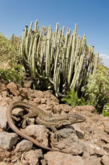 Gallotia: Tenerife Lizard - female - in typical habitat