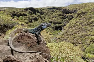 Gallotia: Tenerife Lizard - male in habitat