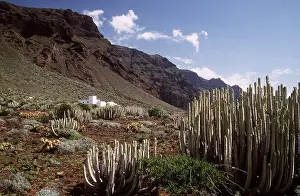 Euphorbia: TENERIFE - Semi-desert landscape at Punta de Teno