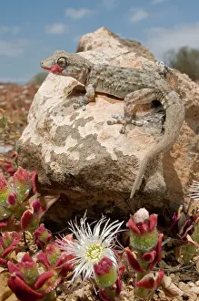 Tarentola: Tenerife / Tenerife Wall Gecko - in its habitat