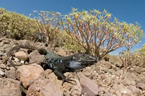 Gallotia: Tenerife / Western Canaries Lizard - male in habitat