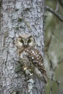 Tengmalm: Tengmalm's Owl