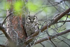 Tengmalm: Tengmalm's Owl