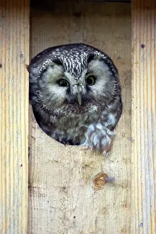 Tengmalm: Tengmalm's Owl
