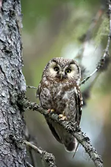 Tengmalm: Tengmalm's Owl