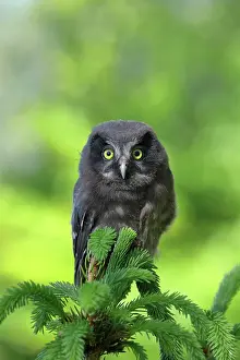 Aegolius: Tengmalm's Owl (Aegolius funereus), young bird sitting