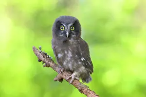 Aegolius: Tengmalm's Owl (Aegolius funereus), young bird sitting