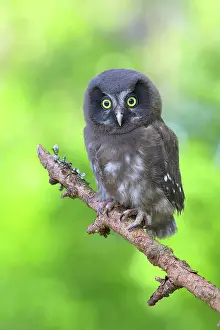 Aegolius: Tengmalm's Owl (Aegolius funereus), young bird sitting