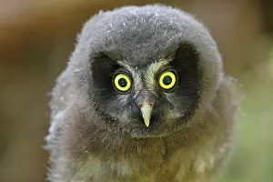 Aegolius: Tengmalm's Owl (Aegolius funereus), young bird looking