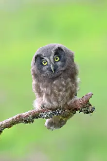 Aegolius: Tengmalms Owl (Aegolius funereus), young bird sitting