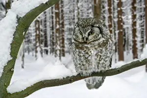 Zone: Tengmalm's owl (Aegolius funereus), boreal Tengmalm's