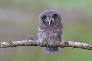 270622: Tengmalms Owl (Aegolius funereus), young bird sitting