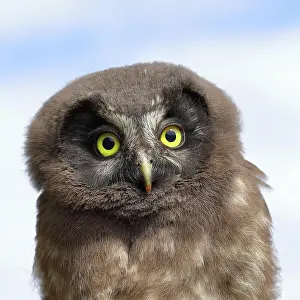 Aegolius: Tengmalms Owl (Aegolius funereus), young bird, animal