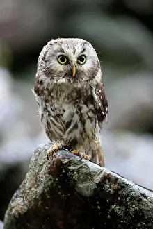 Aegolius: Tengmalm's owl (Aegolius funereus), adult, on rocks