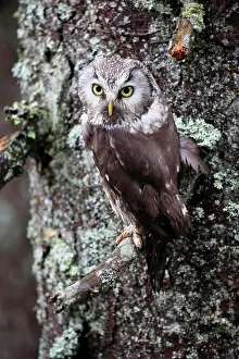 Aegolius: Tengmalm's owl (Aegolius funereus), adult, on tree