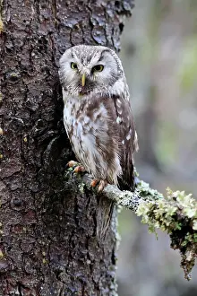 Aegolius: Tengmalm's owl (Aegolius funereus), adult, on tree