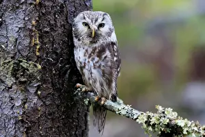 Aegolius: Tengmalm's owl (Aegolius funereus), adult, on tree