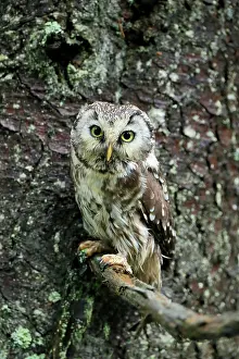 Aegolius: Tengmalm's owl (Aegolius funereus), adult, on tree