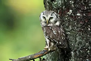 Aegolius: Tengmalm's owl (Aegolius funereus), adult, on tree