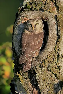 Incubate: Tengmalm's Owl (Aegolius funereus), adult, on tree