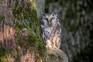 Czech: Tengmalm's Owl (Aegolius funereus), adult, on tree