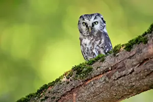 Czech: Tengmalm's Owl (Aegolius funereus), adult, on tree