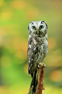 Aegolius: Tengmalm's owl (Aegolius funereus), adult, on watch