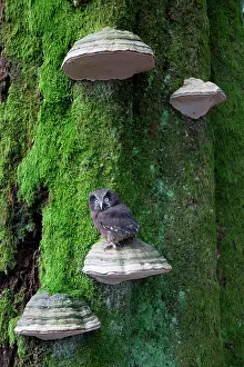 Dicaryomycota: Tengmalm's Owl (Aegolius funereus) on a Braket fungus