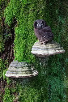 Dicaryomycota: Tengmalm's Owl (Aegolius funereus) on a Braket fungus