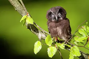 Ardenne: Tengmalm's Owl (Aegolius funereus) on a branch