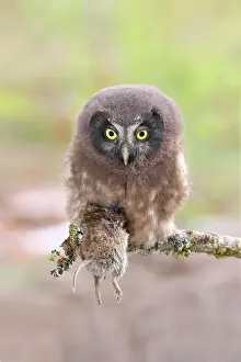 Vole: Tengmalms Owl (Aegolius funereus), juvenile, with