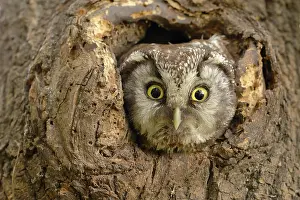 Aegolius: Tengmalm's owl (Aegolius funereus) looks out of