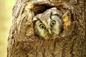 Aegolius: Tengmalm's owl (Aegolius funereus) looks out of