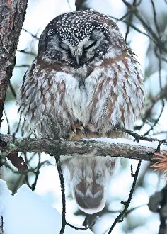 Wint: Tengmalm's Owl (Aegolius funereus) resting in a