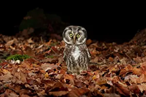 Aegolius: Tengmalm's owl (Aegolius funereus) sitting on forest