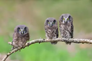 270622: Tengmalms Owl (Aegolius funereus), three young