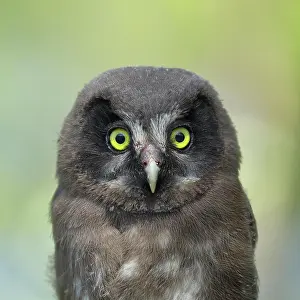 Aegolius: Tengmalm's Owl (Aegolius funereus), young bird