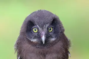 Aegolius: Tengmalm's Owl (Aegolius funereus), young bird