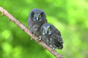 Aegolius: Tengmalm's Owl (Aegolius funereus), two young birds