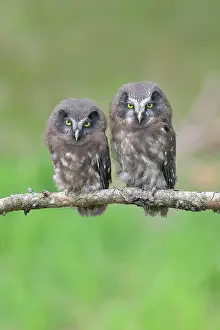 270622: Tengmalms Owl (Aegolius funereus), two young birds