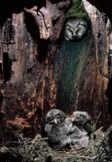 Tengmalm: Tengmalm's Owl - at nest with chicks