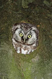 Tengmalm: Tengmalm's Owl - at nest entrance