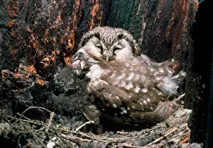 Tengmalm: Tengmalm's Owl - sleeping with young in nest