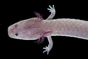 Neoteny: Tennessee Cave Salamander