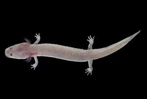 Neotenic: Tennessee Cave Salamander