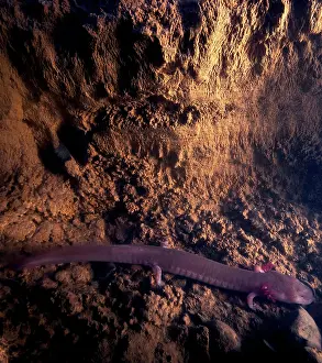 Situ: Tennessee Cave Salamander