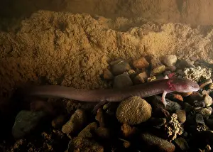 Situ: Tennessee Cave Salamander