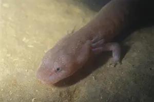 Tennessee: Tennessee Cave Salamander